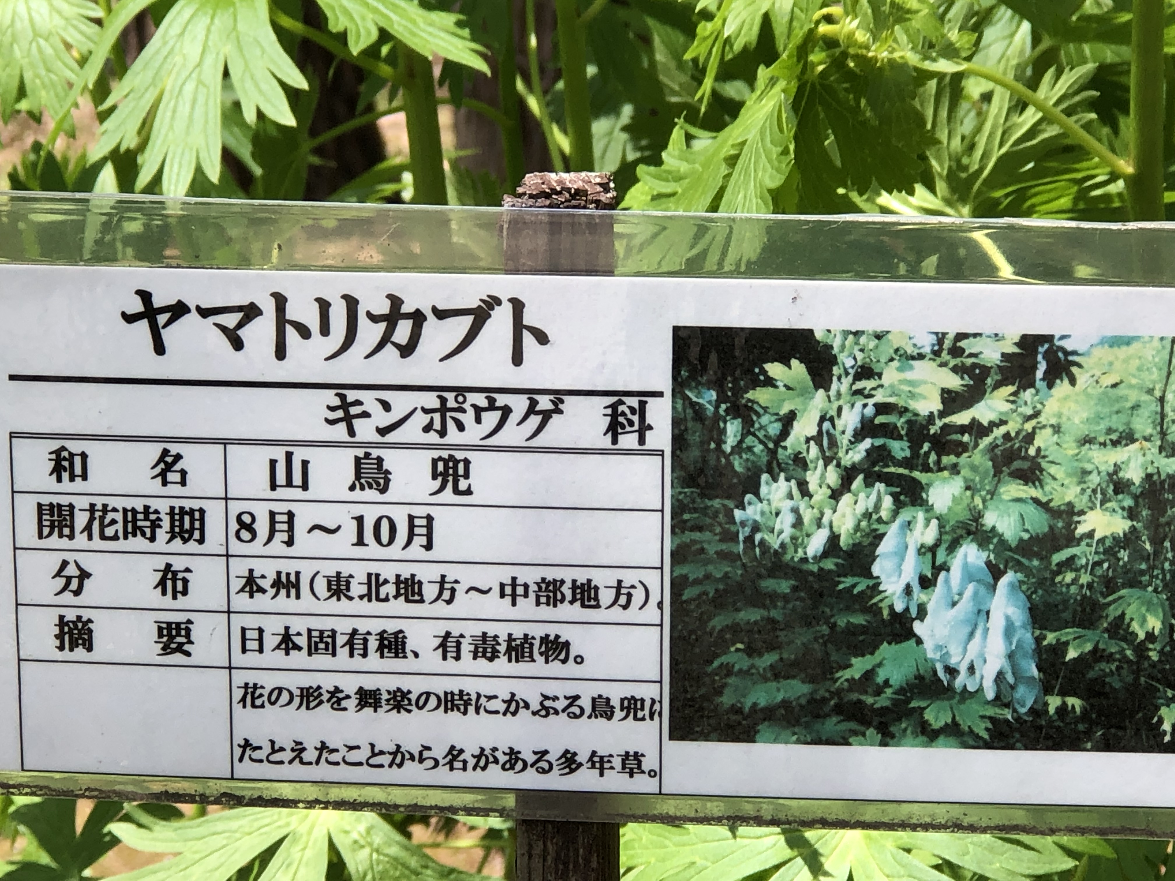 ヤマトリカブト毒植物 ドラクエ